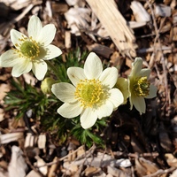 Anemone drummondii